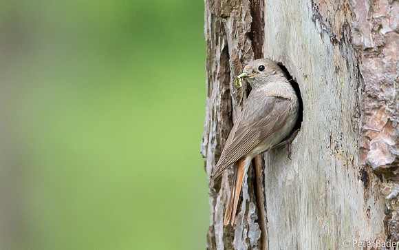 Gekraagde Roodstaart - Common Redstart