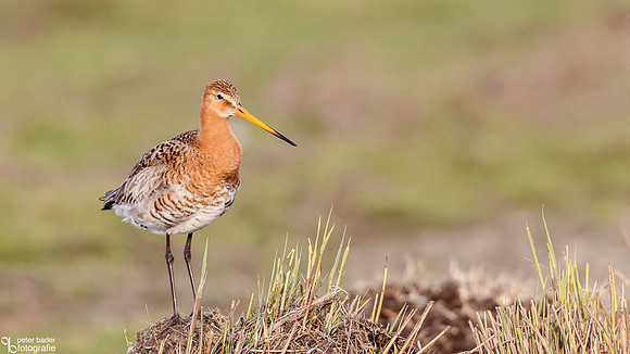 Grutto - Black-tailed Godwit-12