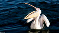 Pelikanen - Pelicans-30