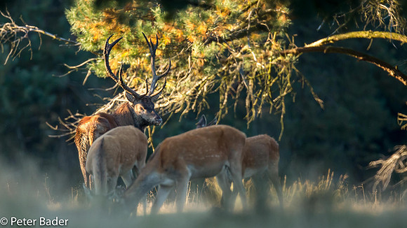 Edelhert - Red Deer 6