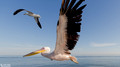 Pelikanen - Pelicans-13