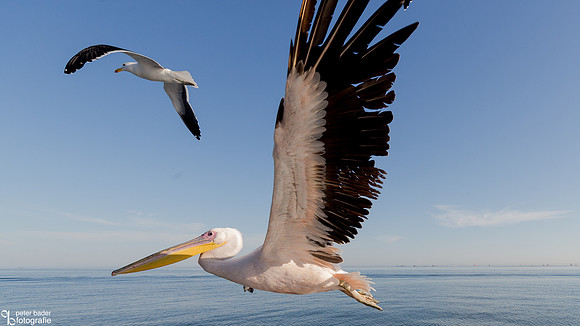 Pelikanen - Pelicans-13