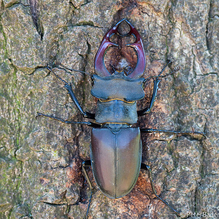 Vliegend Hert - Stag beetle