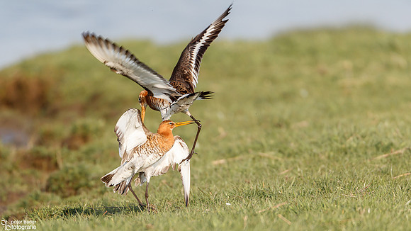 Grutto - Black-tailed Godwit-8