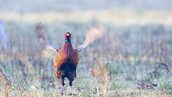 Fazant - Common Pheasant-4