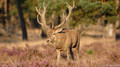 Edelhert - Red Deer