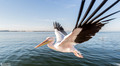 Pelikanen - Pelicans-22