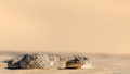 Horned Adder-1
