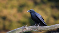 Raaf - Raven
