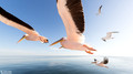 Pelikanen - Pelicans-2