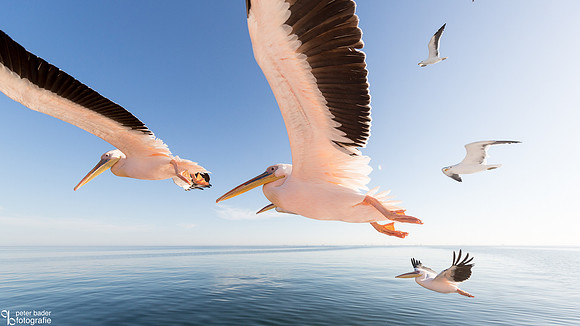 Pelikanen - Pelicans-2