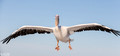 Pelikanen - Pelicans-25