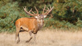 Edelhert - Red Deer