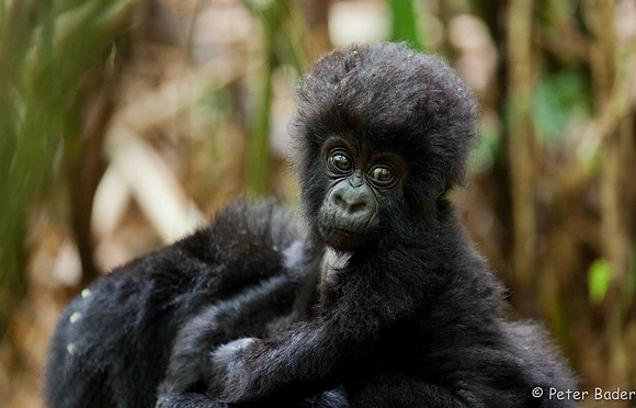 Jonge Berg Gorilla - Juvenile Mountain Gorilla