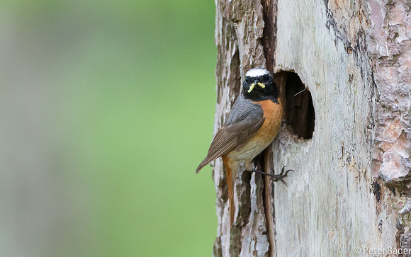"Common Redstart", Duinen, Egmond, "Egmondse duinen", "Gekraagde Roodstaart", "Peter Bader"