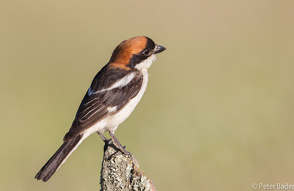 Roodkopklauwier - Woodchat Shrike