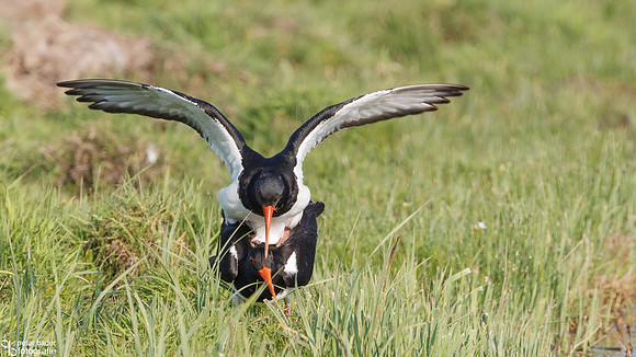 Scholekster - Eurasian Oystercatcher-1