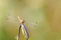 Bloedrode heidelibel - Sympetrum sanguineum
