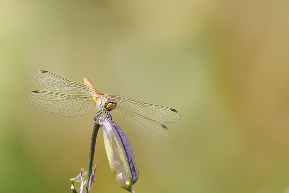 Bloedrode heidelibel - Sympetrum sanguineum