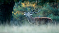 Edelhert - Red Deer 8