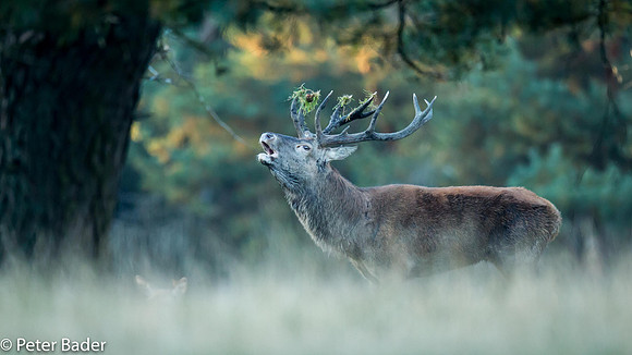Edelhert - Red Deer 8
