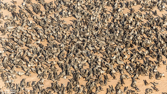 Namib Naukluft National Park-15