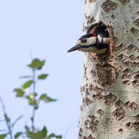 Grote Bonte Specht - Great Spotted Woodpecker