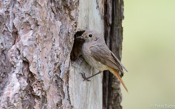 Gekraagde Roodstaart - Common Redstart