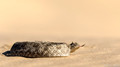 Horned Adder-2