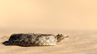 Horned Adder