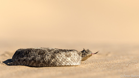 Horned Adder-2