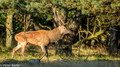 Edelhert - Red Deer 3