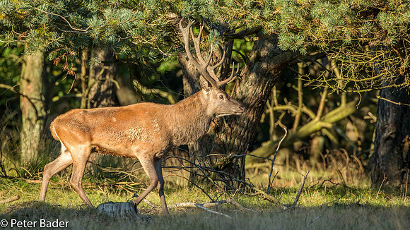 Edelhert - Red Deer 3