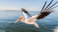 Pelikanen - Pelicans-21