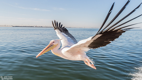 Pelikanen - Pelicans-21