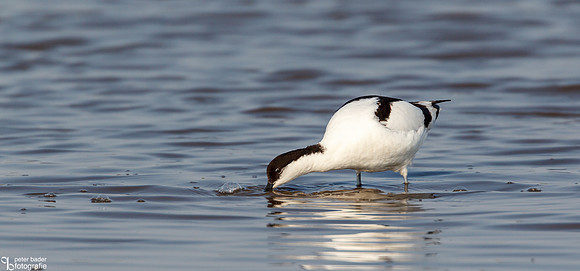 Kluut - Pied Avocet-2