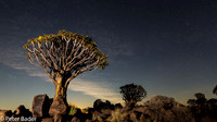 Keetmanshoop - Kokerbomen - Quivertrees