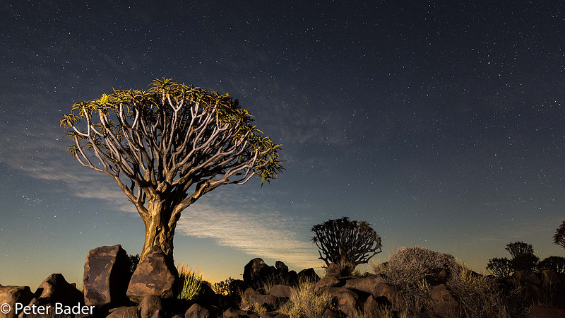 Keetmanshoop Kokerboom, Quivertree
