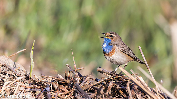 Blauwborst - Bluethroat-10