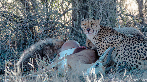 Kgalagadi-5