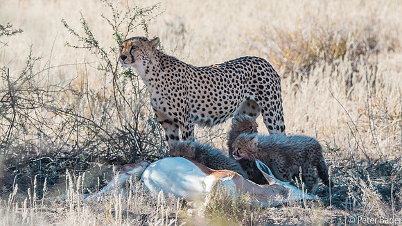 Kgalagadi-1
