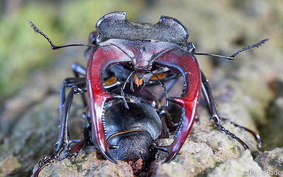 Vliegend Hert - Stag beetle