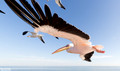 Pelikanen - Pelicans-18