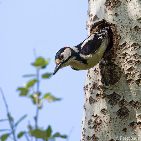 Grote Bonte Specht - Great Spotted Woodpecker