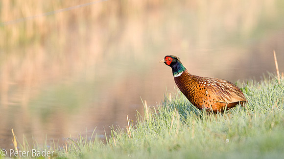 Fazant - Common Pheasant-1