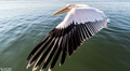 Pelikanen - Pelicans-23