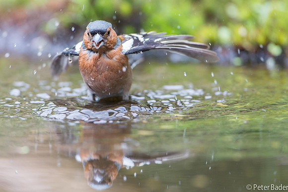 Vink