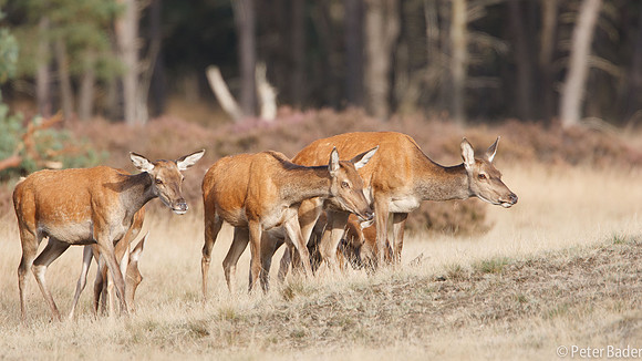 Edelhert - Red Deer