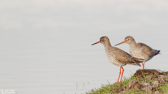 Tureluur - Common Redshank-3