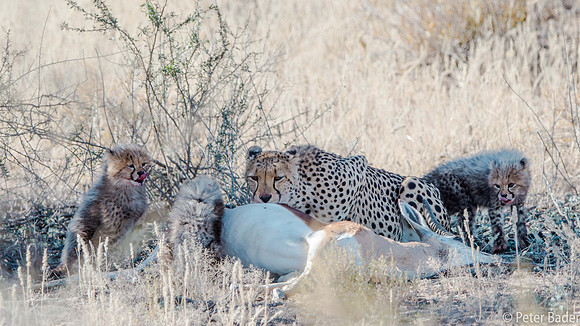 Kgalagadi-3
